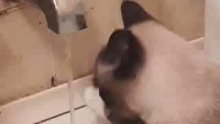 Cat drinks water like a human