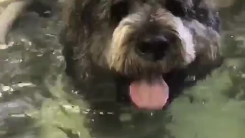Black dog walks in water
