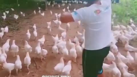 Big Chicken Army trending Now