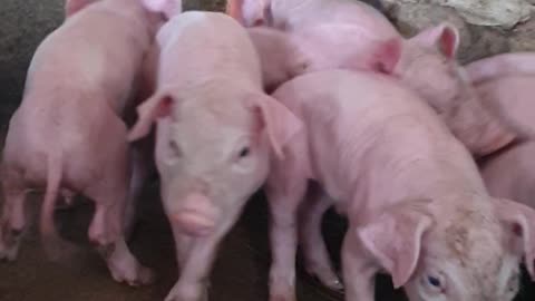 15 #pig #pigs #piggy #pigsofinstagram #piglet #minipig #piggies #oink #petpig