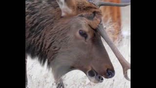 Unicorn Bull Elk with Broken Antler