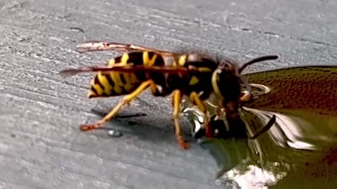 Daring housefly confronts ferocious yellowjacket wasp for cola spill