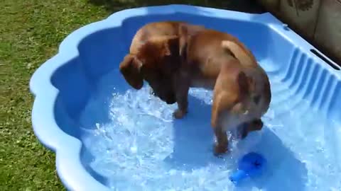 Sausage Dog Chases Splash Sound