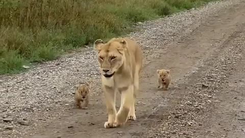lioness cubs accompanying mother