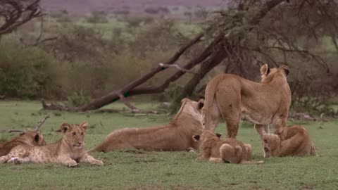 Lion Pack Grouped Together