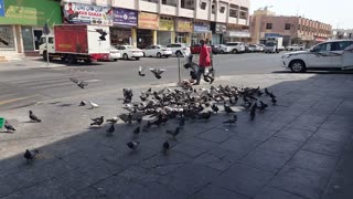 Nice pigeon all togethers