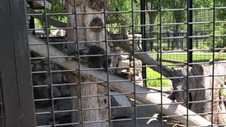 Porcupine at the zoo