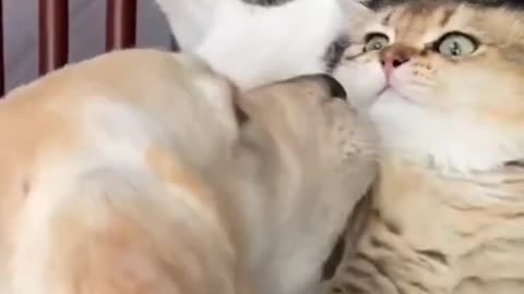 Dog teasing kittens 🐱