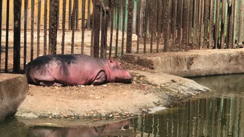 young Hippo taking Sunbath