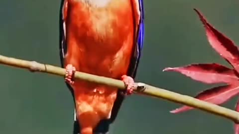 A very brightly colored bird