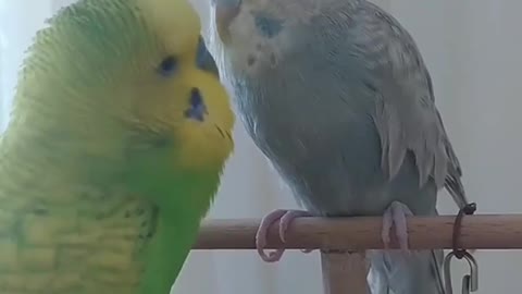 Male lovebird caressing female and trying to get close to her, awesome