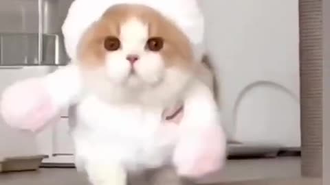 Cute cats