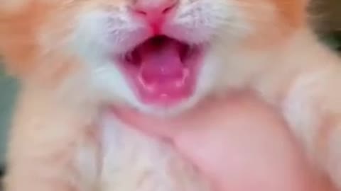 Cute Cat Crying