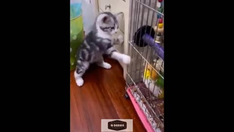 Try not to laughs funny cats videos