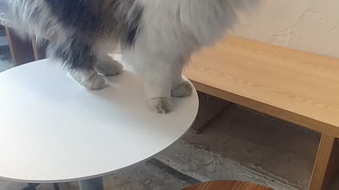 A cute cat I met at a Korean cafe.