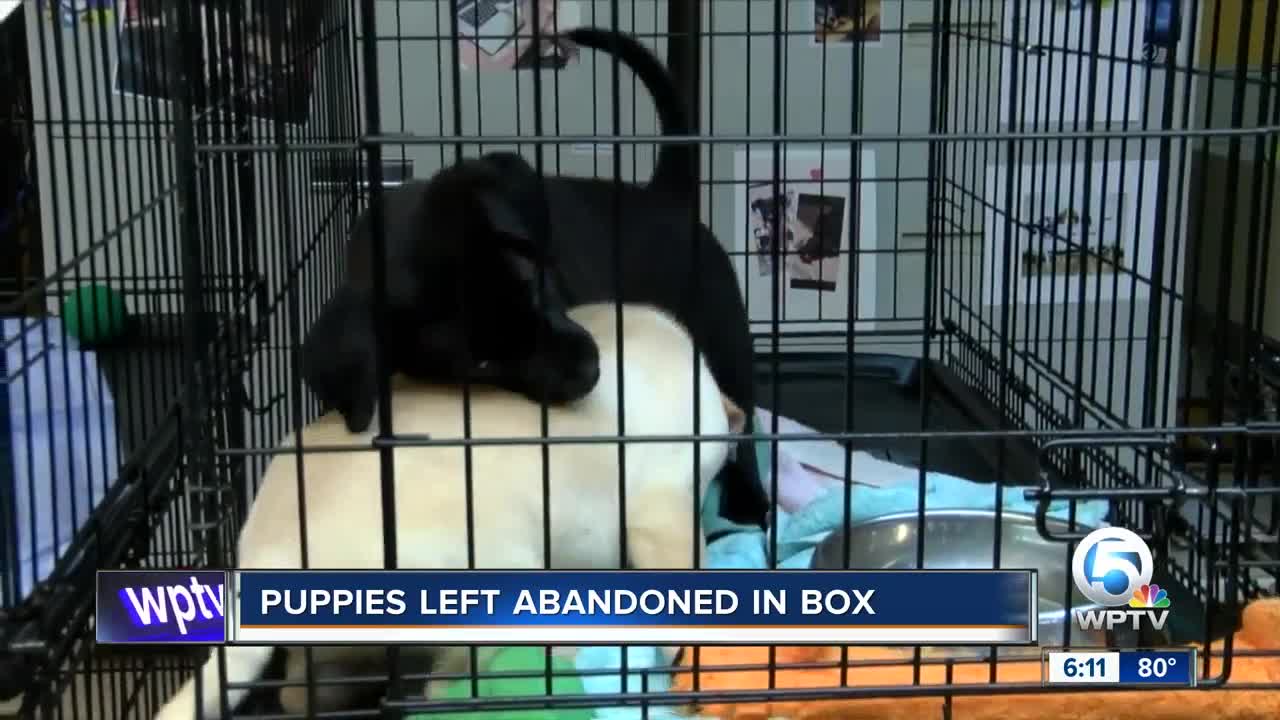 Puppies left abandoned in box now for adoption