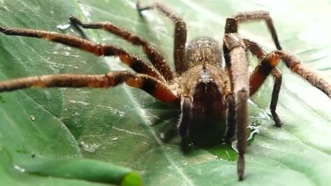 SPIDER ARMADEIRA SALIVING Brazilian fauna forest