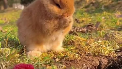 Best bunny ever! 🥹(@discover.animal)