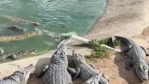 Cruel Farmer Feeds Live Chicken To Crocodiles, Crocodile eat Chicken