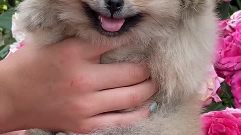 Charlie rejoices in flowers