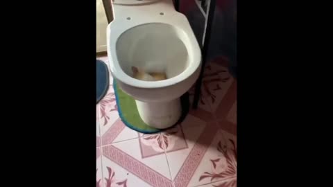 funny cat sleep in toilet | funny animals | part 4