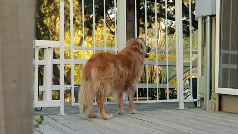 Dog Outside the House