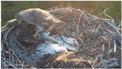 Hawk invades osprey's nest