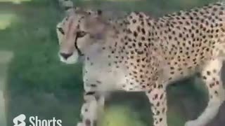 A very close encounter with a killer Cheetah #shorts