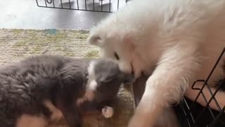 Annoying Cat Determined To Cuddle With Sleepy Dog