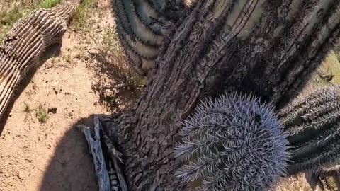 What is this Giant Saguaro Hiding?