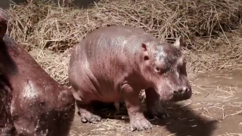 Cincinnati Zoo announces baby hippo's gender