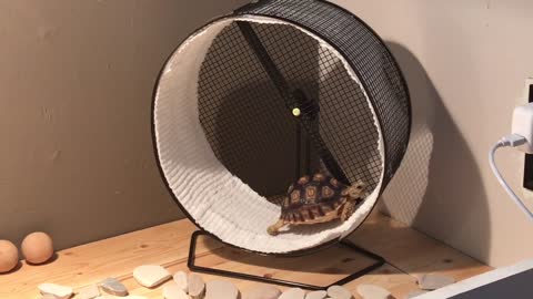 Baby tortoise walks on hamster wheel