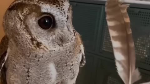 Daily Happy Video (12) - ADORABLE OWL HAS A LOOSE FEATHER ;) - HAVE A GREAT DAY FOLKS!!