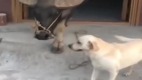 Dog VS Bull - UrPetsHouse