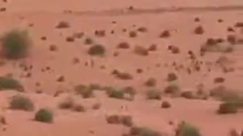 A herd of deer in a nature reserve in Saudi Arabia