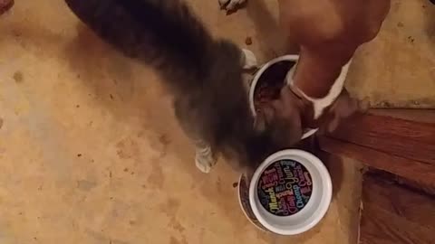 Cat And Dog Duke It Out Over Single Food Bowl