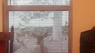 One of My Deer, Babe, Peeking in My Window