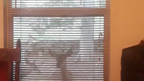 One of My Deer, Babe, Peeking in My Window
