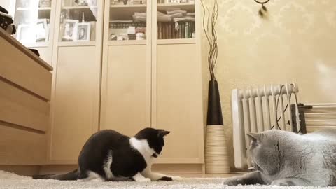 Shorts Viral video Cat playing