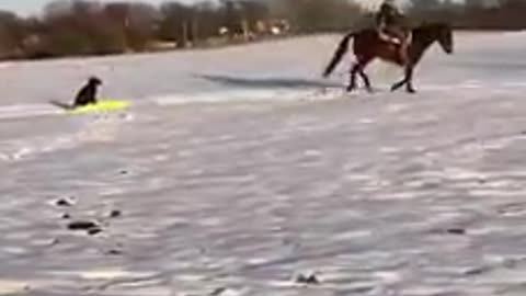 Dizzy Dean the Border Collie goes on sledding ride pulled by horse