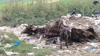 The dog and the birds eating lunch of horse meat