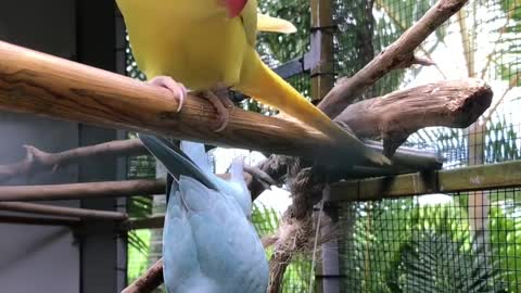 They are smart birds