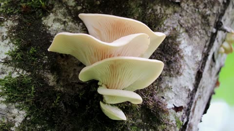 Summer Oyster Mushrooms