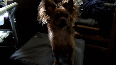 Long haired Chihuahua named Chewy