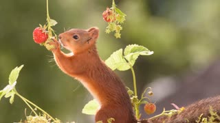 Squirrels the strawberry farmers