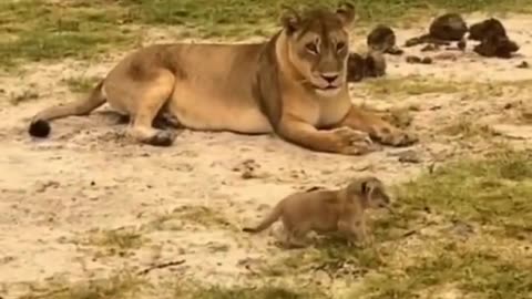 Lion Cub Working On Roar