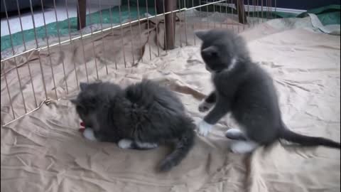 More Cute Kittens Playing