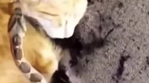 Snake and cat video - snake catch cat