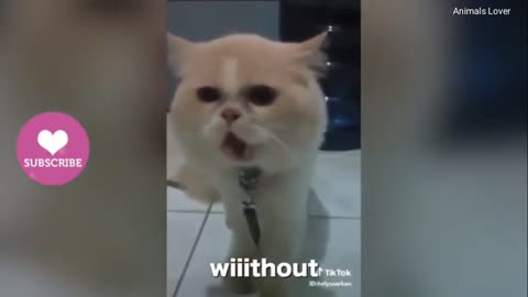 Cats talking !! these cats can speak english better than hooman (part 2)