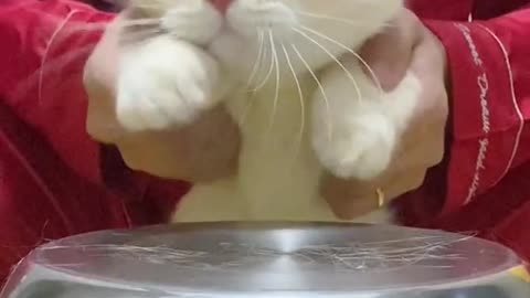 Cat video Playing Beautifull cat video Playing Beautifull cat